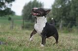 BULL TERRIER MINIATURE 066